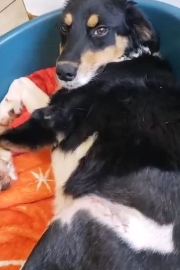 Injured Dog's Tail Wagging Hides a Heartbreaking Plea for Help-1