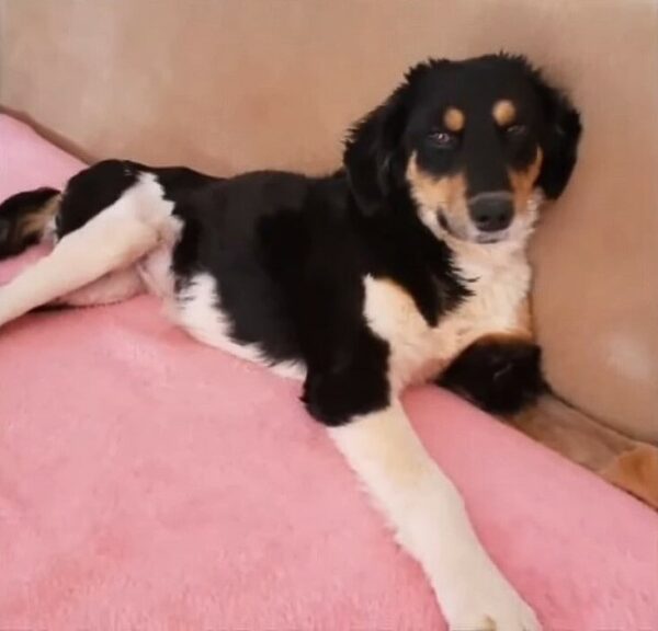 Injured Dog's Tail Wagging Hides a Heartbreaking Plea for Help-1