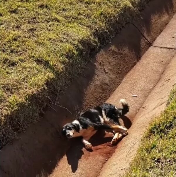 Injured Dog's Tail Wagging Hides a Heartbreaking Plea for Help-1