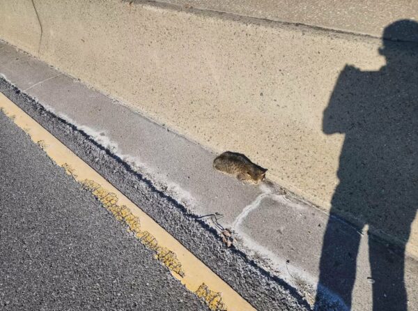 El corazón de un hombre se acelera cuando descubre lo que realmente era esa pelota esponjosa al borde de la carretera-1