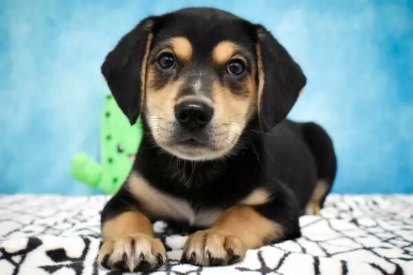 Man's Unexpected Find in Dumpster Sparks Incredible Journey for Tiny Furball-1