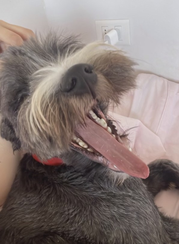 El cachorro de mamá revela una divertida sorpresa que dejó a todos en puntadas-1