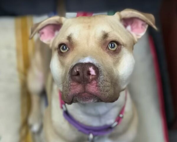 Pit Bull's Heartbreaking Journey Takes an Astonishing Turn-1