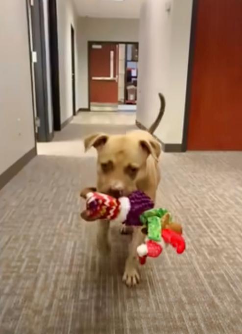 Pit Bull's Heartbreaking Journey Takes an Astonishing Turn-1