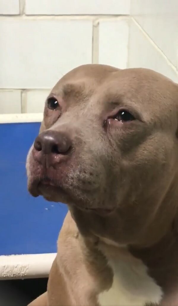 Pitbull Mama's Tearful Journey: From Abandonment to Unimaginable Joy-1