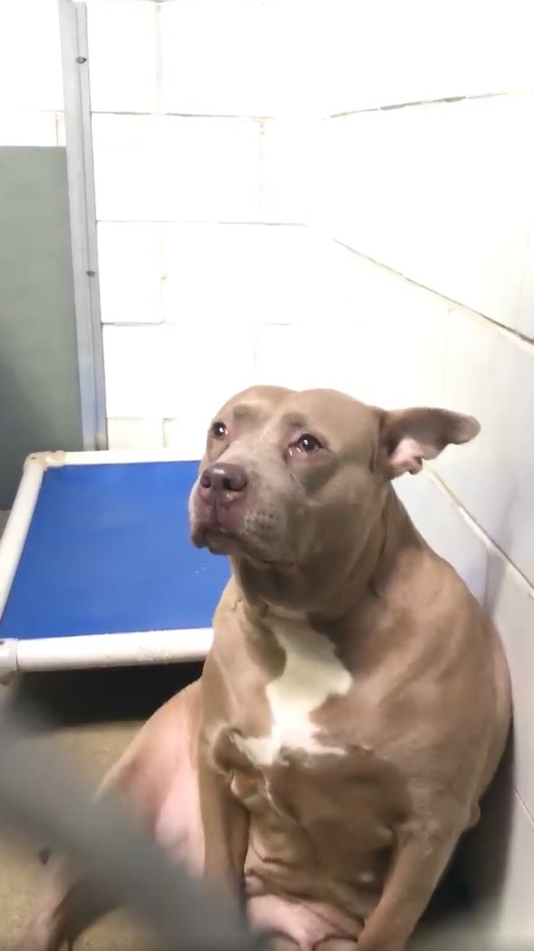 El lloroso viaje de Pitbull Mama: del abandono a una alegría inimaginable-1