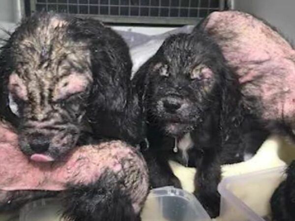 Cachorros descubiertos en un cubo superan un angustioso comienzo para prosperar en hogares amorosos-1