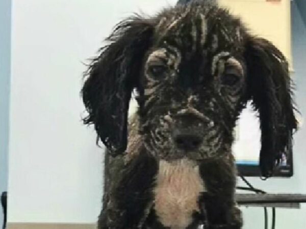 Cachorros descubiertos en un cubo superan un angustioso comienzo para prosperar en hogares amorosos-1