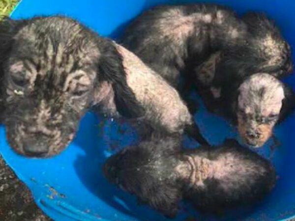 Cachorros descubiertos en un cubo superan un angustioso comienzo para prosperar en hogares amorosos-1