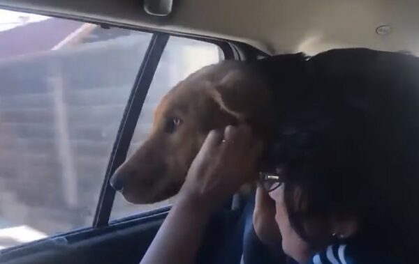 Rescue Dog's Desperate Hugs Lead to Heart-Touching Reunion-1