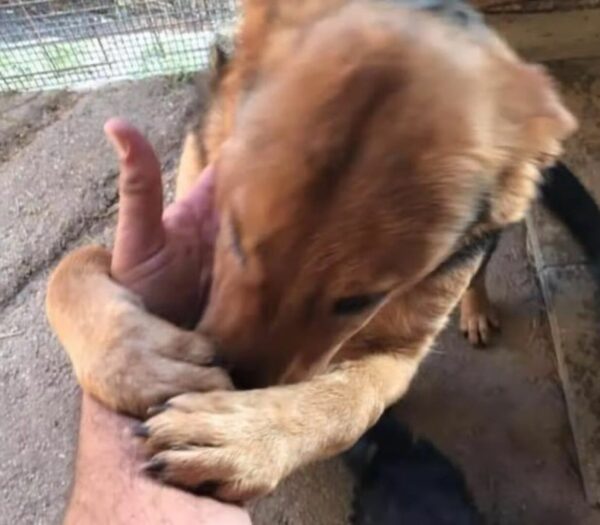 Los abrazos desesperados del perro de rescate conducen a una reunión conmovedora-1