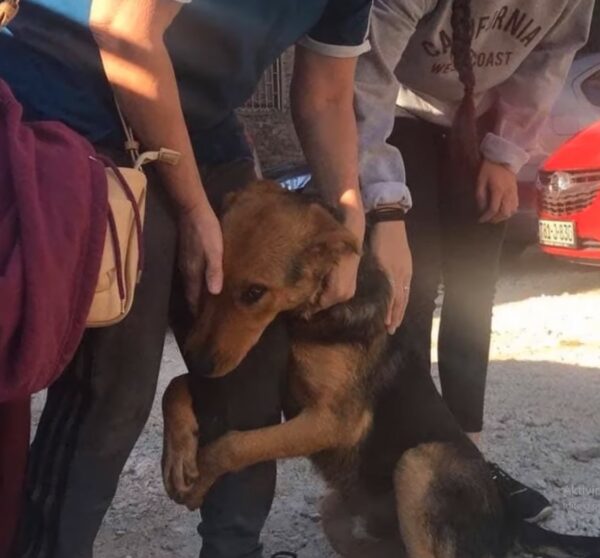 Los abrazos desesperados del perro de rescate conducen a una reunión conmovedora-1