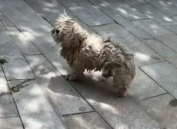 Rescue Miracle: Matted Dog's Incredible Journey from Despair to Joy-1