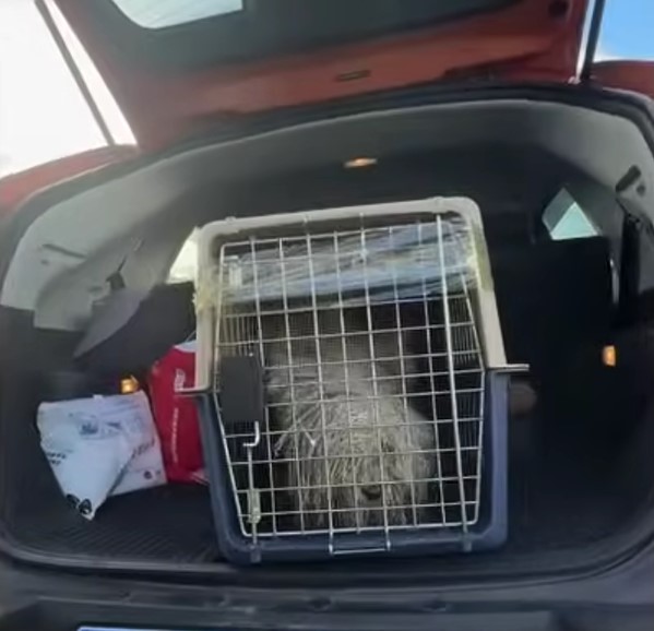 Milagro de rescate: el increíble viaje de Matted Dog desde la desesperación hasta la alegría-1