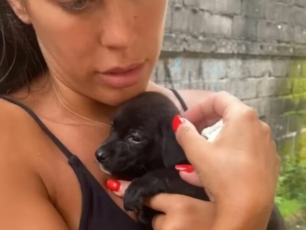 Rescatado de la desesperación: Cachorro encuentra esperanza en el lugar más improbable-1