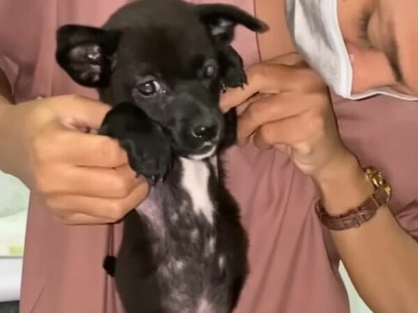 Rescatado de la desesperación: Cachorro encuentra esperanza en el lugar más improbable-1