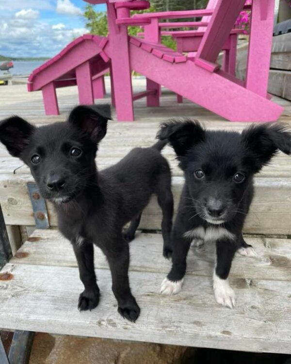 Rescatado de la desesperación: Cachorro encuentra esperanza en el lugar más improbable-1