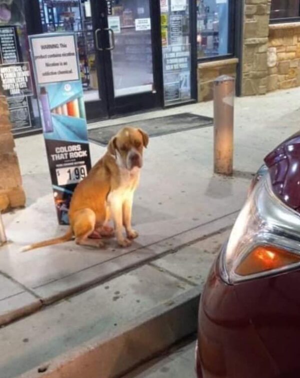 Rescuers Find Stray Dog with Hidden Health Crisis at Gas Station-1