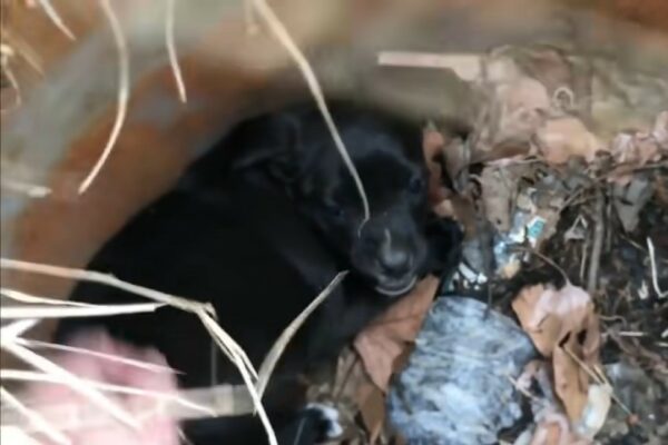 Rescuer's Heart-Rending Discovery: A Mom and Her Puppies' Fight for Survival on the Streets-1