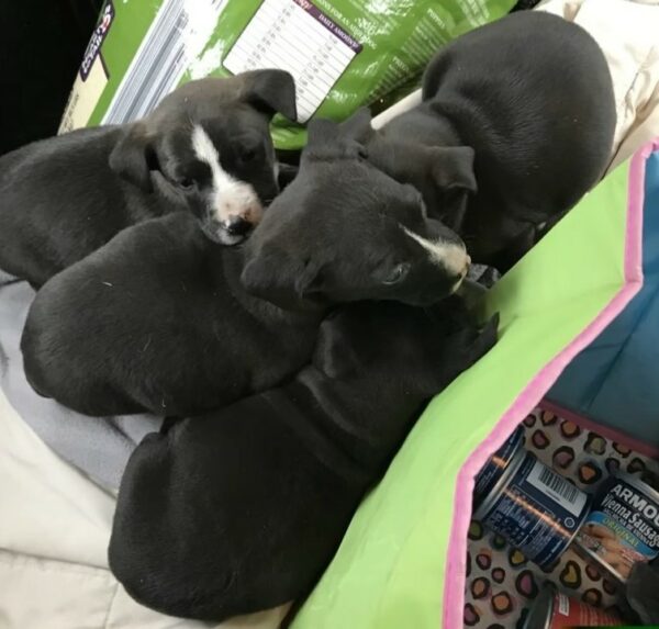 Rescuer's Heart-Rending Discovery: A Mom and Her Puppies' Fight for Survival on the Streets-1