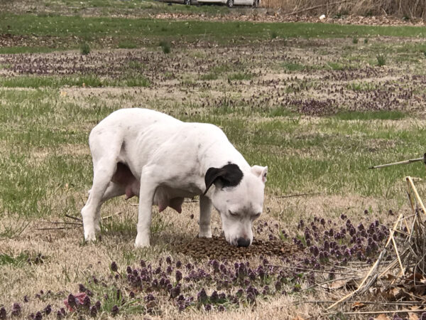 El desgarrador descubrimiento de un rescatador: una madre y sus cachorros luchan por sobrevivir en las calles-1