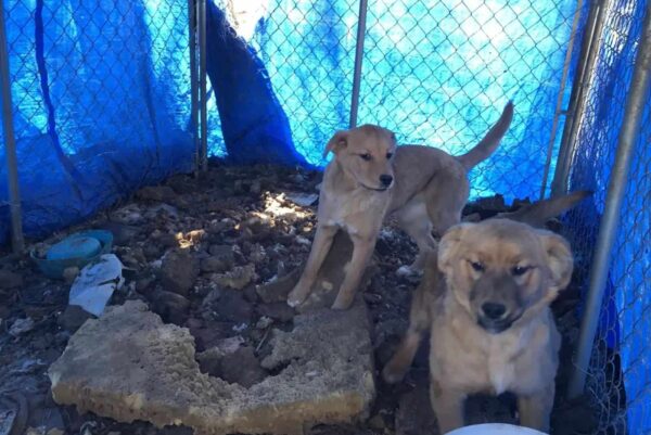 Rescatistas abrumados por el vínculo conmovedor de los cachorros en Crisis-1