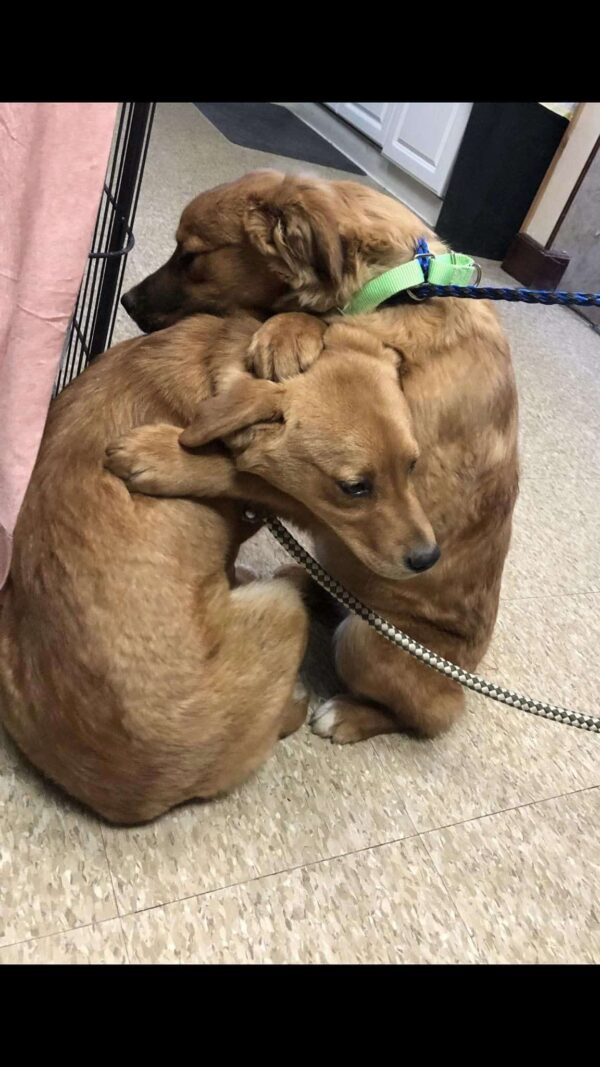 Rescuers Overwhelmed By Puppies' Touching Bond In Crisis-1