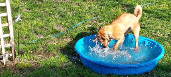 Rescatistas abrumados por el vínculo conmovedor de los cachorros en Crisis-1