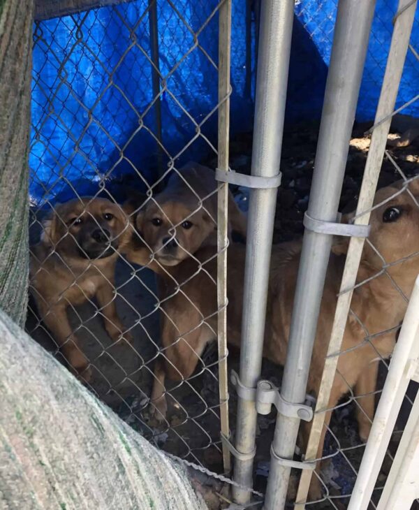 Rescatistas abrumados por el vínculo conmovedor de los cachorros en Crisis-1