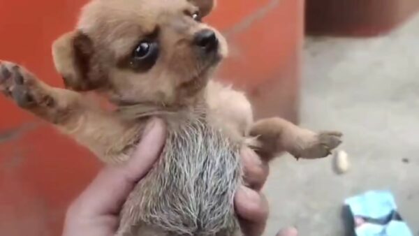 Rescuer's Tearful Discovery: Abandoned Newborn Puppy Found Next to Trash Can-1