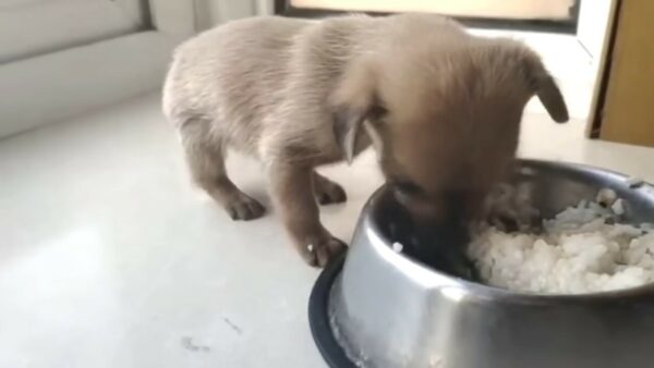 Rescuer's Tearful Discovery: Abandoned Newborn Puppy Found Next to Trash Can-1