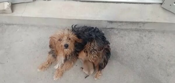 El lloroso descubrimiento del rescatista: Cachorro recién nacido abandonado encontrado junto al bote de basura-1