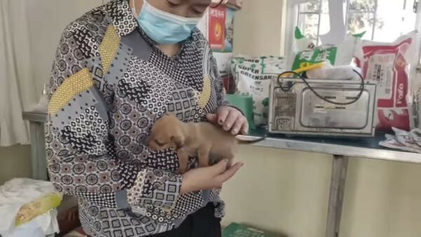 Rescuer's Tearful Discovery: Abandoned Newborn Puppy Found Next to Trash Can-1