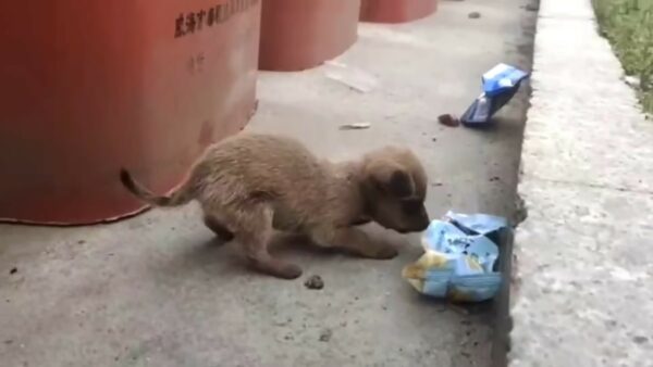 Rescuer's Tearful Discovery: Abandoned Newborn Puppy Found Next to Trash Can-1