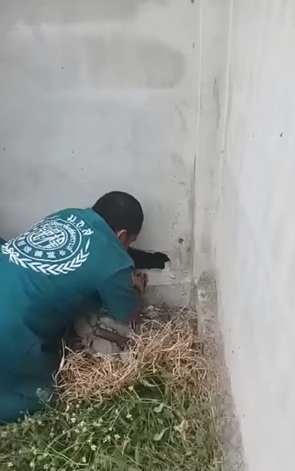 Rescuers Uncover Heart-Stopping Secret Hidden Between Walls-1