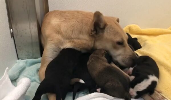 Rescuers Unveil a Hidden Miracle That Will Tug at Your Heartstrings-1