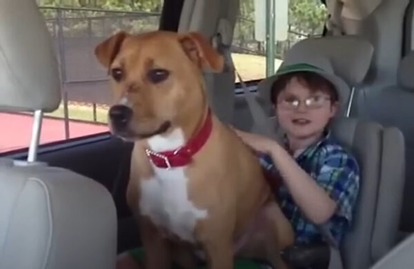 Resilient Pittie Overcomes Trauma to Transform Autistic Boy's Life-1