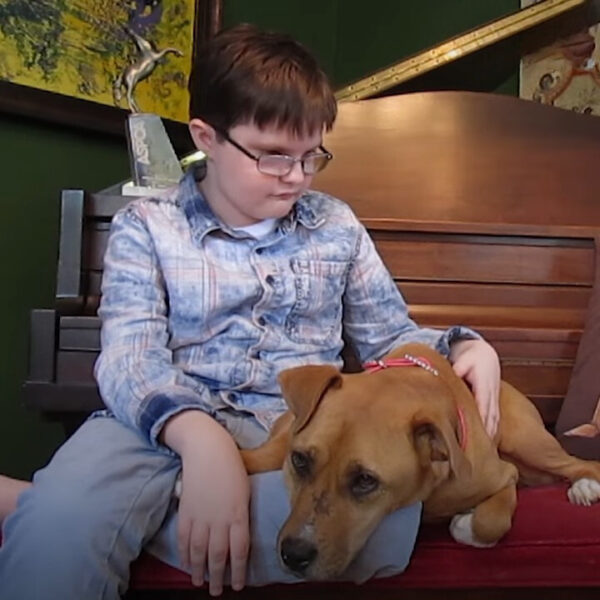 Resilient Pittie Overcomes Trauma to Transform Autistic Boy's Life-1