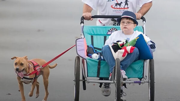 Pittie resiliente supera el trauma para transformar la vida de un niño autista-1