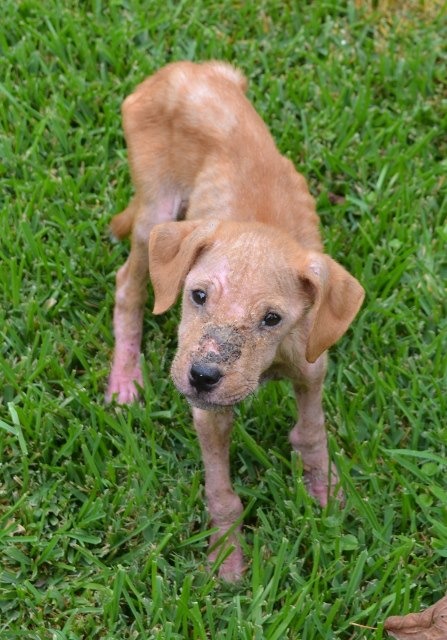 Pittie resiliente supera el trauma para transformar la vida de un niño autista-1