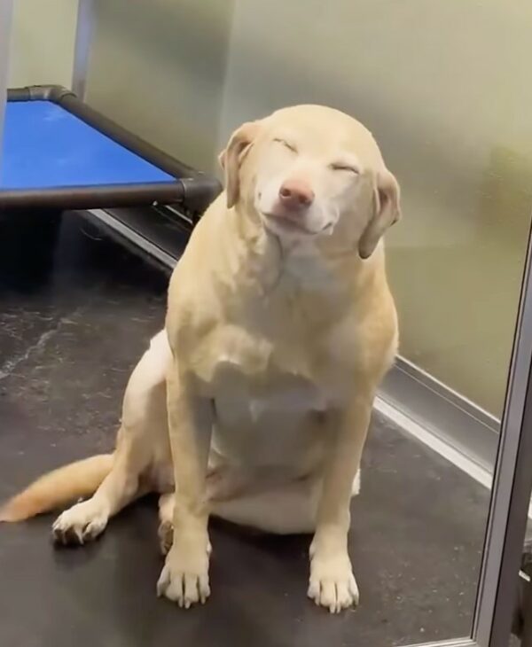 Reunion Sparks Joy: Dog Overwhelmed with Emotion After Hearing Mom's Voice Again!-1