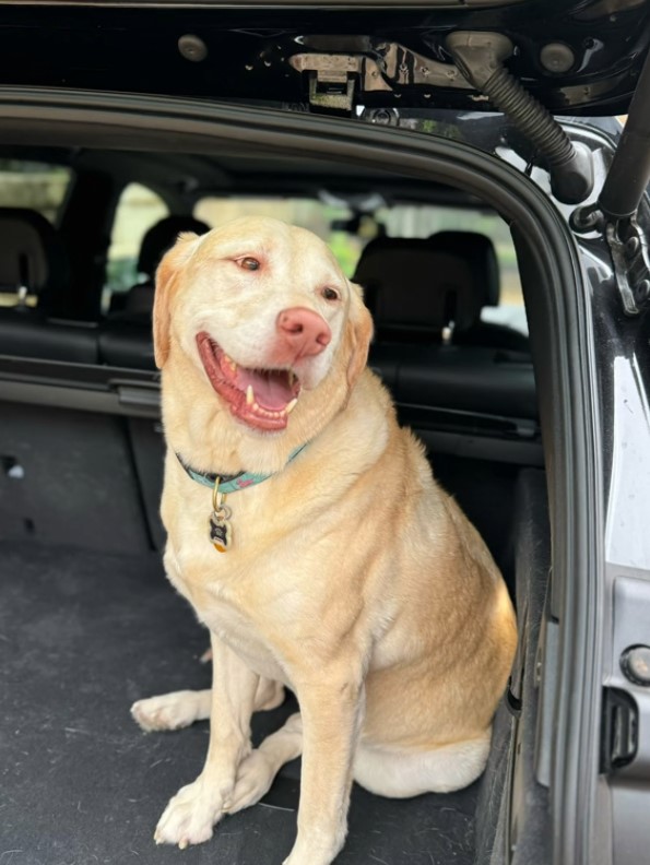 Reunion Sparks Joy: Dog Overwhelmed with Emotion After Hearing Mom's Voice Again!-1