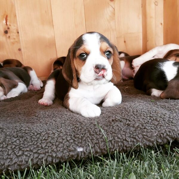 Vea cómo este cachorro ignorado se transformó contra todo pronóstico-1