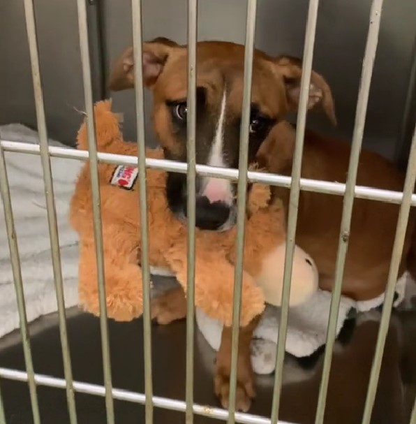 Shelter Puppy’s Heartbreaking Return: Will She Ever Find Her Forever Home?-1