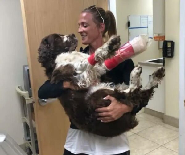 La heroica prueba de seis horas de una madre soltera para salvar a un perro herido te hará llorar-1