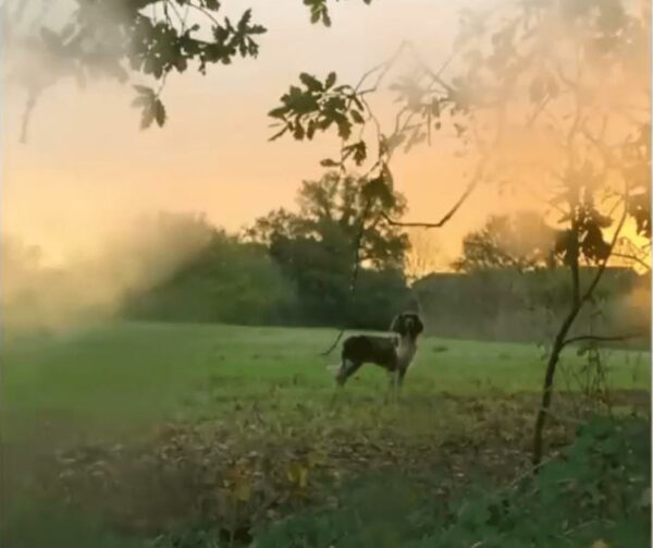 El increíble regreso: cuando un perro 'enterrado' regresa con vida-1