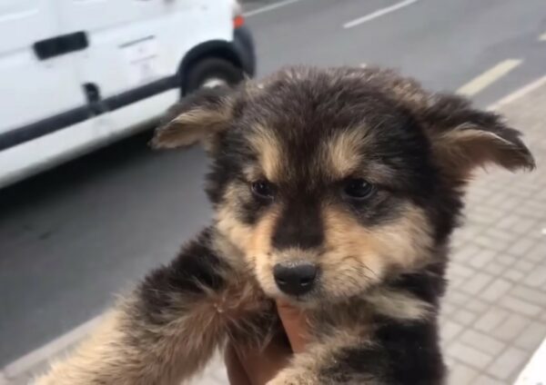 El encuentro inesperado que cambió la vida de un cachorro para siempre-1