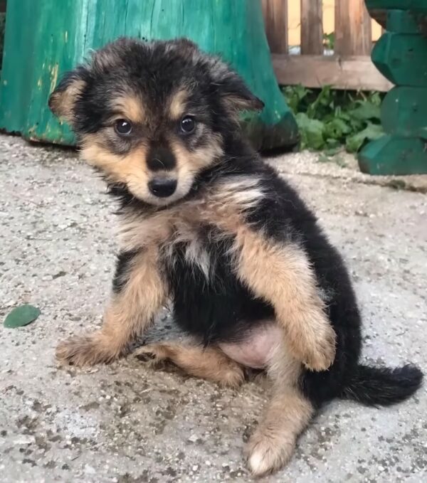 El encuentro inesperado que cambió la vida de un cachorro para siempre-1