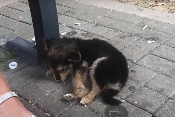 El encuentro inesperado que cambió la vida de un cachorro para siempre-1