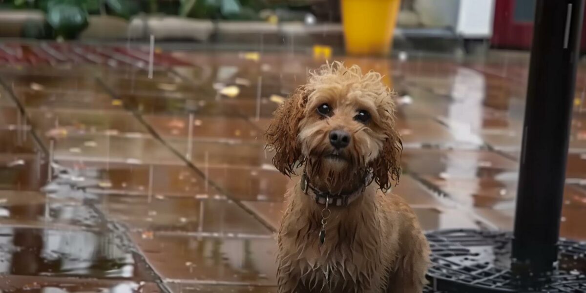 The Unforgettable Journey of a Stray Dog Who Finally Found Love